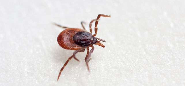 datant de la maladie de Lyme